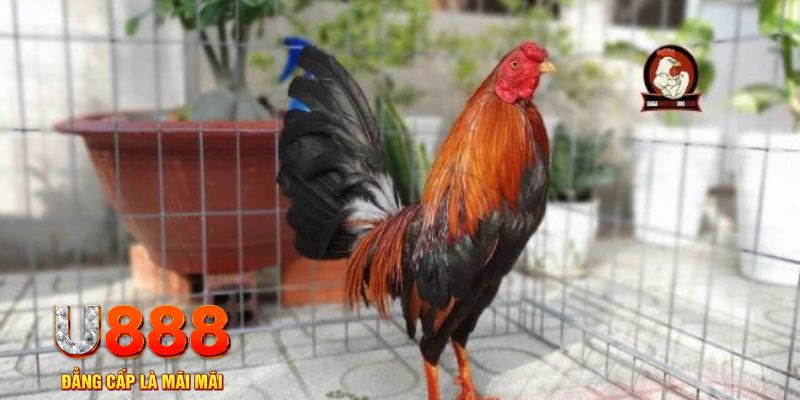 nohu club game máy bay nổ hũ